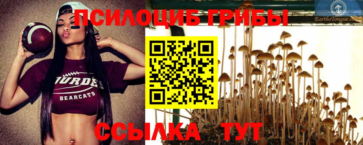 Елабуга  Галлюциногенные грибы Psilocybe  Вход с VPN 